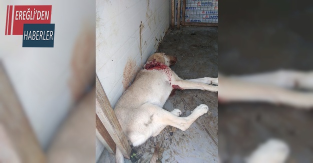 Aracın çarptığı yaralı köpeği Akşehir Belediyesi sahip çıktı