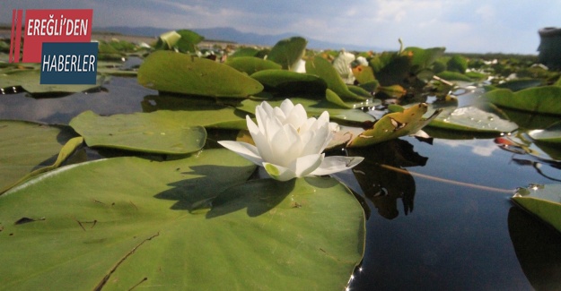 Beyşehir Gölü Milli Parkı’ndaki nilüfer bahçesine yoğun ilgi