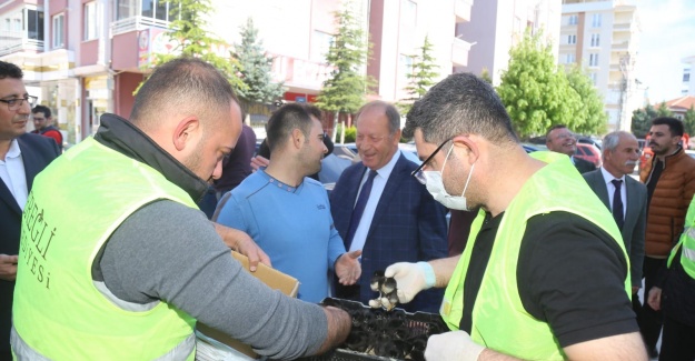 Belediye Civciv dağıtımları devam ediyor